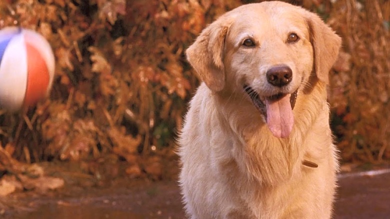 Buddy smiling beside a basketball