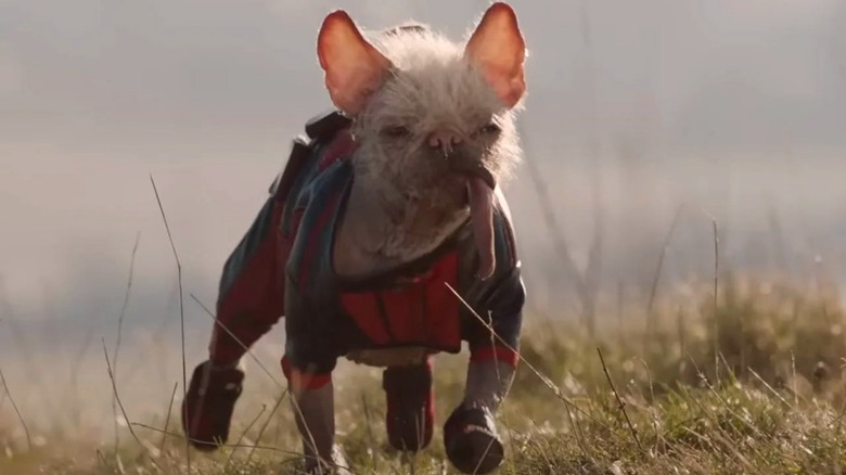 Dogpool running in grassy field